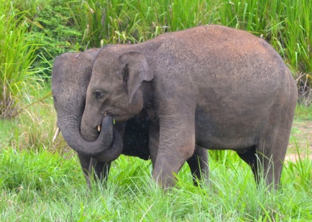 The most astounding wildlife adventure in Sri Lanka